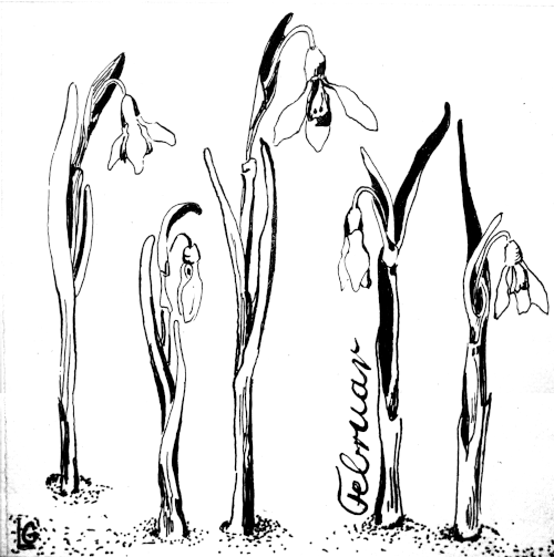 Fünf Schneeglöckchen haben sich hier tapfer über die Schneedecke erhoben. Ich frage mich immer, weswegen sie offensichtlich nicht frieren. Ein Wunder der Natur.